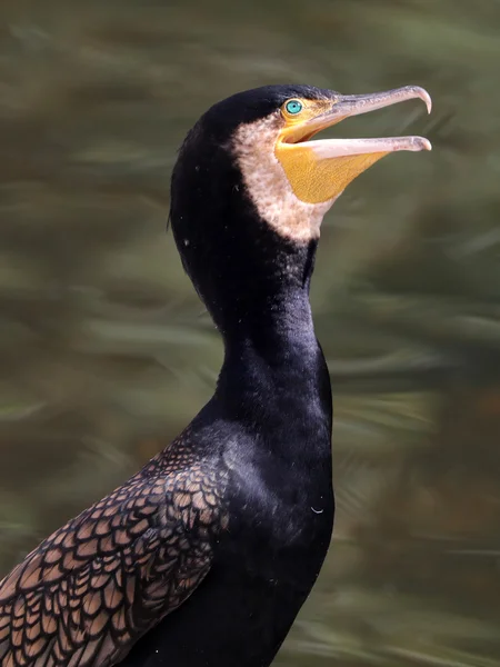 Wielki ptak Kormoran — Zdjęcie stockowe