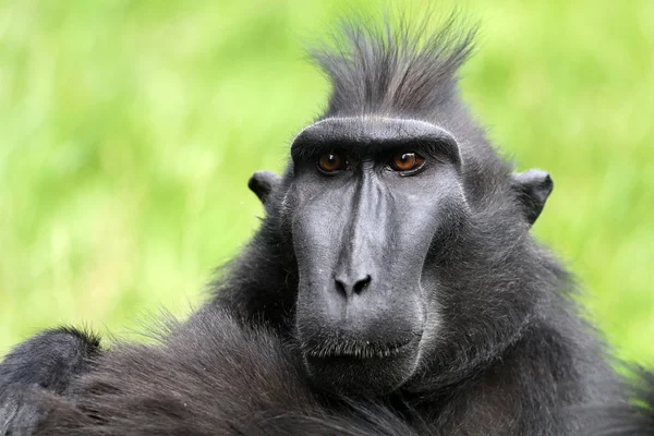 Macaco Crested raro — Fotografia de Stock