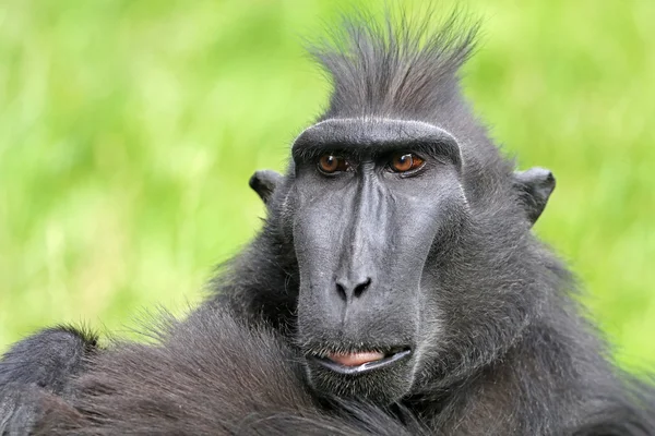Mono de cresta rara —  Fotos de Stock