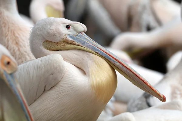Розовые птицы пеликаны — стоковое фото