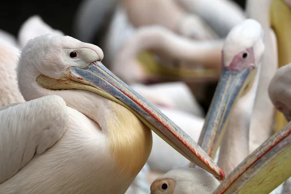 Pink birds pelicans — Stock Photo, Image