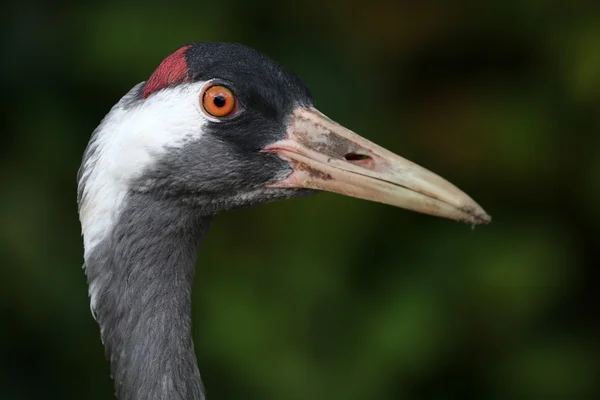 Cute Crane bird — Stock Photo, Image