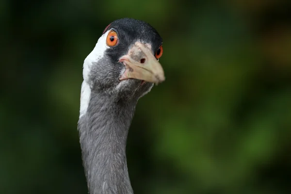 Roztomilý jeřáb ptačí — Stock fotografie