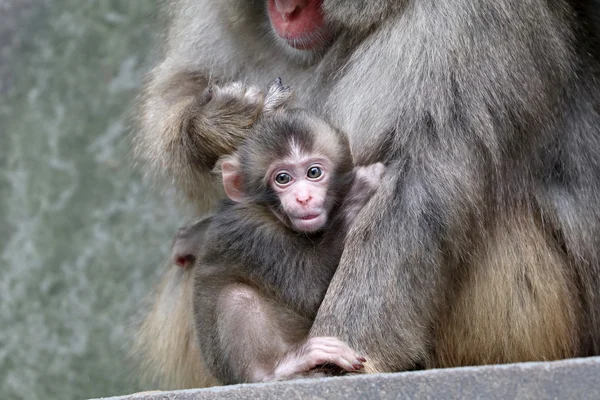 Japanska apa baby — Stockfoto