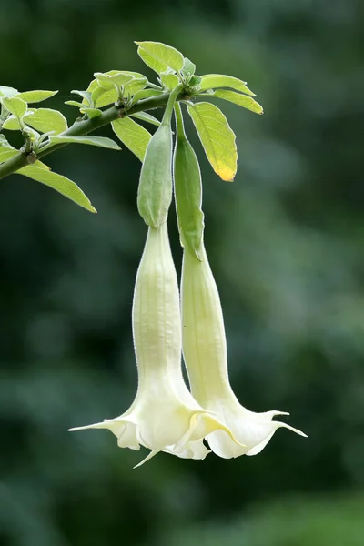 Witte datura bloem — Stockfoto