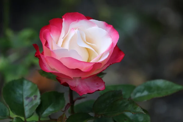 Wit en rood gekleurde rose — Stockfoto