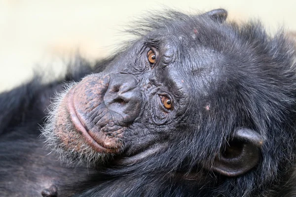 Chimpanzé macaco fêmea — Fotografia de Stock