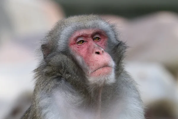 Japanischer Makakenaffe — Stockfoto