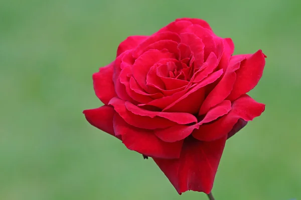 Rote Rosenblüte — Stockfoto