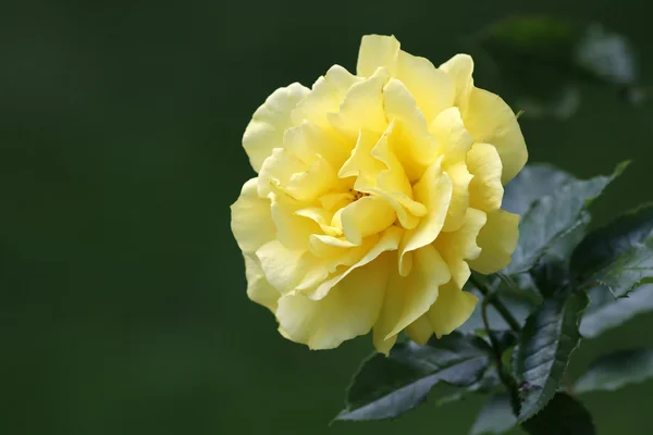 Yellow rose flower — Stock Photo, Image