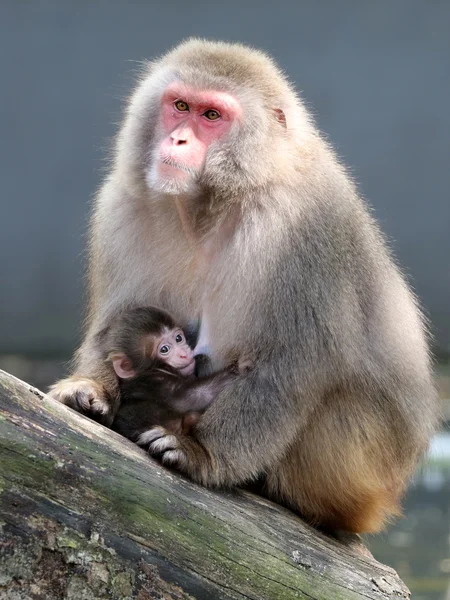 Japanska apa mor med baby — Stockfoto