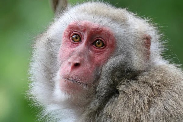 Ładny Japońska małpa — Zdjęcie stockowe