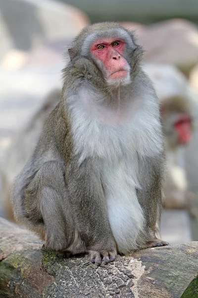 Schattig Japanse aap — Stockfoto