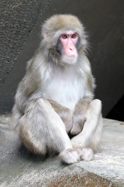 Cute Japanese monkey — Stock Photo, Image