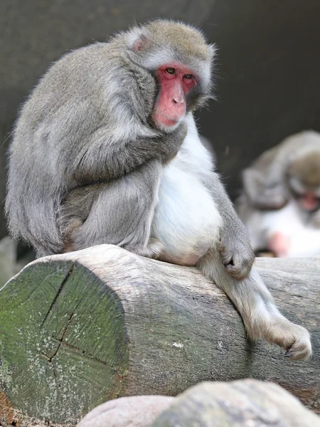 可爱的日本猴子 — 图库照片