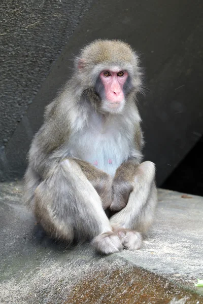 Niedlicher japanischer Affe — Stockfoto