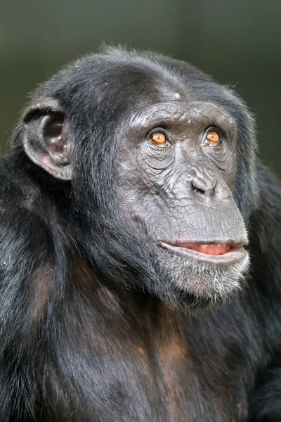 Macaco chimpanzé macho — Fotografia de Stock