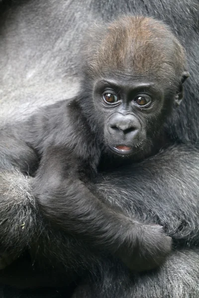 Baby gorilla nära sin mor — Stockfoto