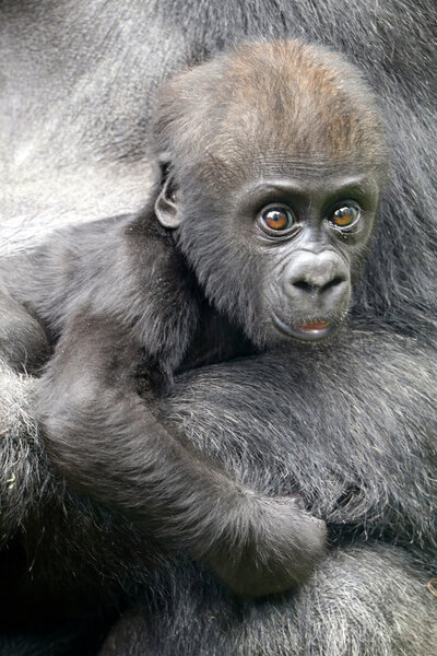 Baby gorilla close to its mother