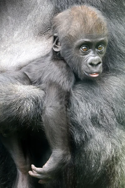 Bébé gorille près de sa mère — Photo