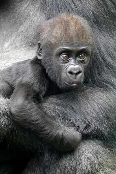 Bébé gorille près de sa mère — Photo