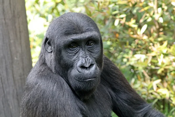Singe gorille mâle — Photo