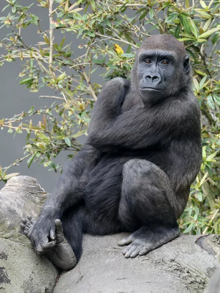 Male gorilla monkey — Stock Photo, Image