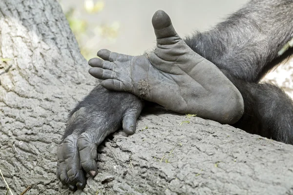 Gorilla mani e piedi — Foto Stock