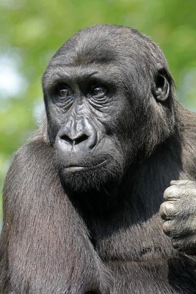 Male gorilla monkey — Stock Photo, Image