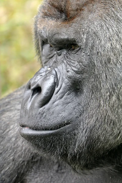 Scimmia gorilla maschio — Foto Stock