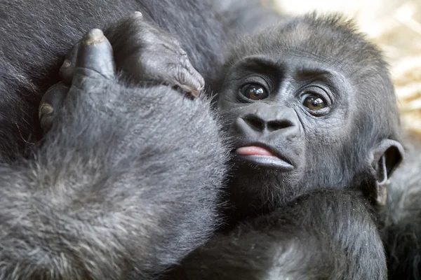 Baby gorilla nära sin mor — Stockfoto