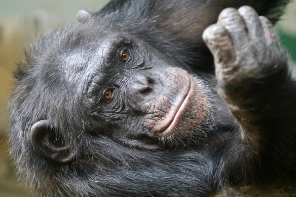 Hanchimpanse-abe - Stock-foto