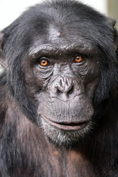 Scimpanzé maschio scimmia — Foto Stock