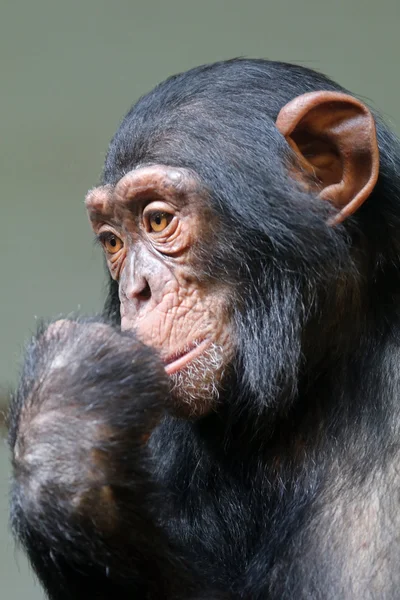 Шимпанзе-обезьяна — стоковое фото