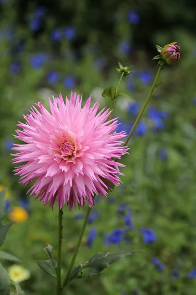 Dahlia růžový květ — Stock fotografie