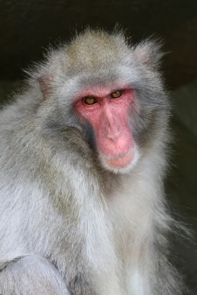 Macaco japonês bonito — Fotografia de Stock