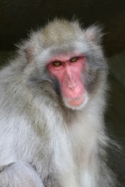 Niedlicher japanischer Affe — Stockfoto