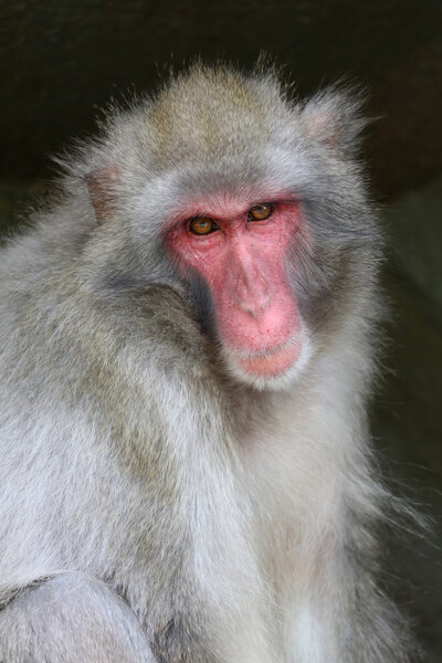 Cute Japanese monkey , close up