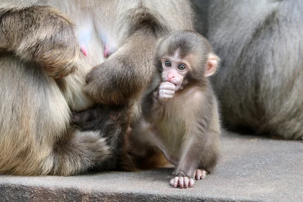 Japonês macaco bebê — Fotografia de Stock