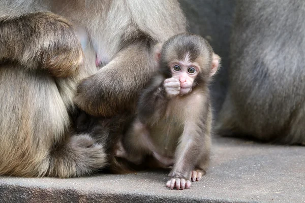 Japonês macaco bebê — Fotografia de Stock