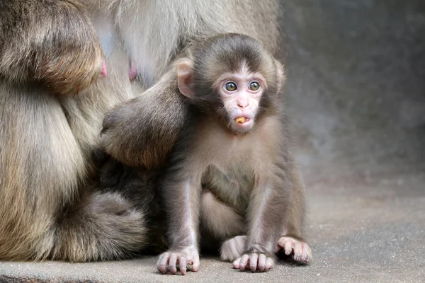 Японский обезьяна — стоковое фото