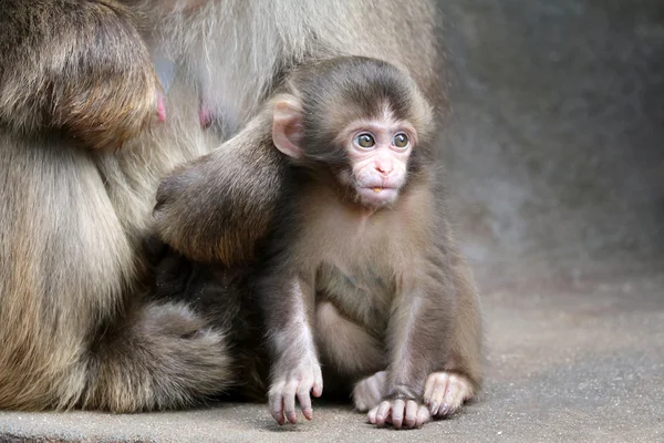 Japanese monkey baby — Stock Photo, Image