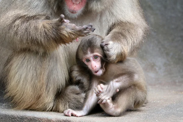 Japonês macaco bebê — Fotografia de Stock