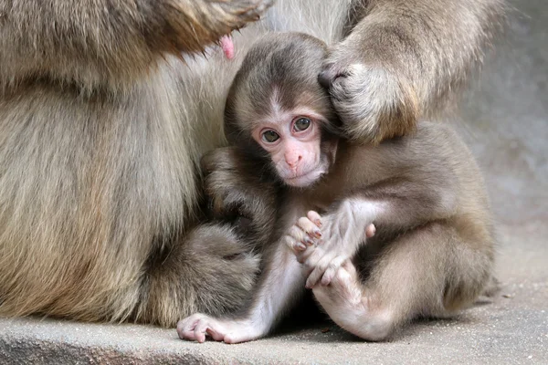 Japonês macaco bebê — Fotografia de Stock