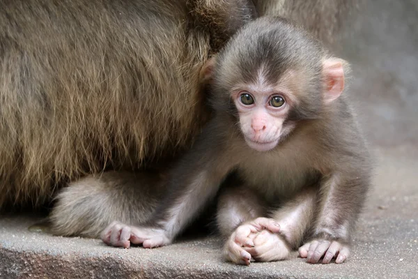 Дитина японської мавпи — стокове фото