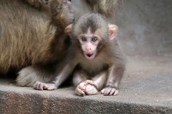 Japonés mono bebé —  Fotos de Stock