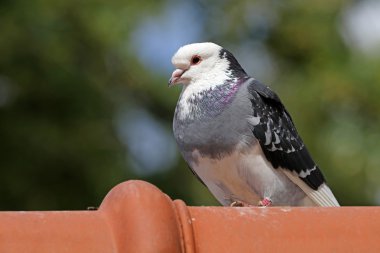 duif zittend op dak 