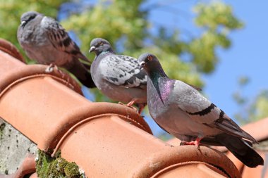 Pigeons sitting on the roof clipart