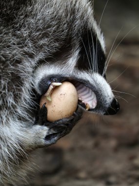 Raccoon eating egg clipart