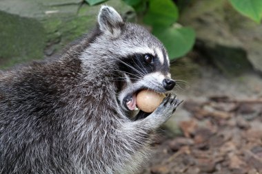 Raccoon eating outdoors  clipart